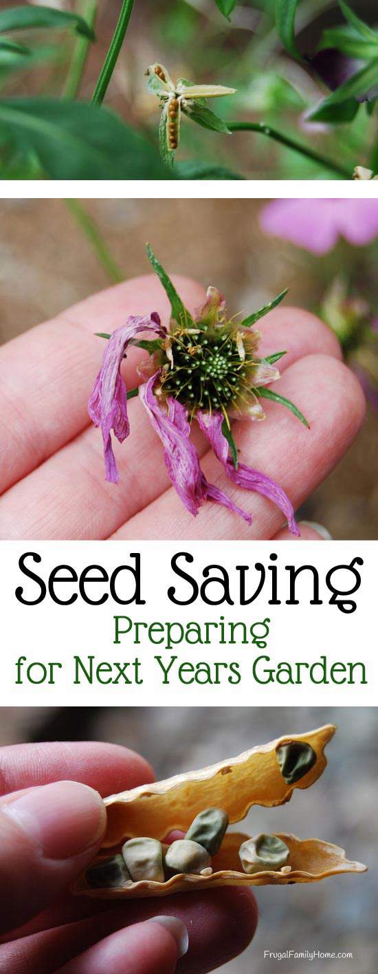 Seed Saving, Preparing for Next Year's Garden