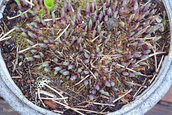I love my hosta plants. They grow like crazy in my shade garden and looks so beautiful too. I’m always getting comments on how beautiful they are. But they can get a little big and need to be divided. If you have a hosta or two that needs to be scaled down here’s a great tutorial on how to divide hostas. You can bless a neighbor or friend with the extra plants or add more to your own garden.