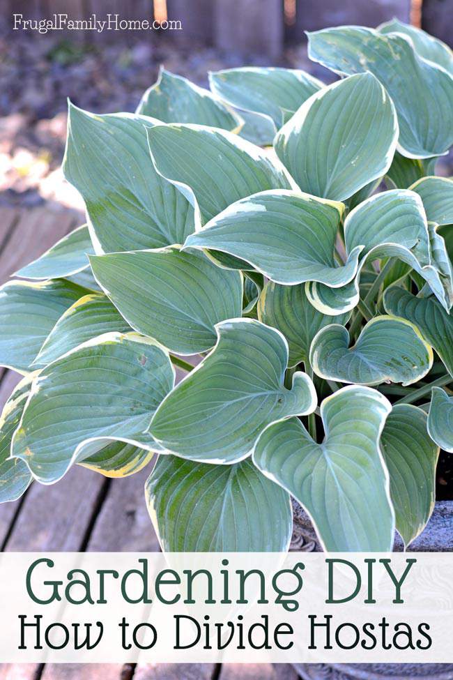 gardening diy how to divide hostas gardening diy how to divide hostas