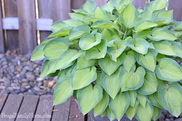 I love my hosta plants. They grow like crazy in my shade garden and looks so beautiful too. I’m always getting comments on how beautiful they are. But they can get a little big and need to be divided. If you have a hosta or two that needs to be scaled down here’s a great tutorial on how to divide a hosta plant. You can bless a neighbor or friend with the extra plants or add more to your own garden.