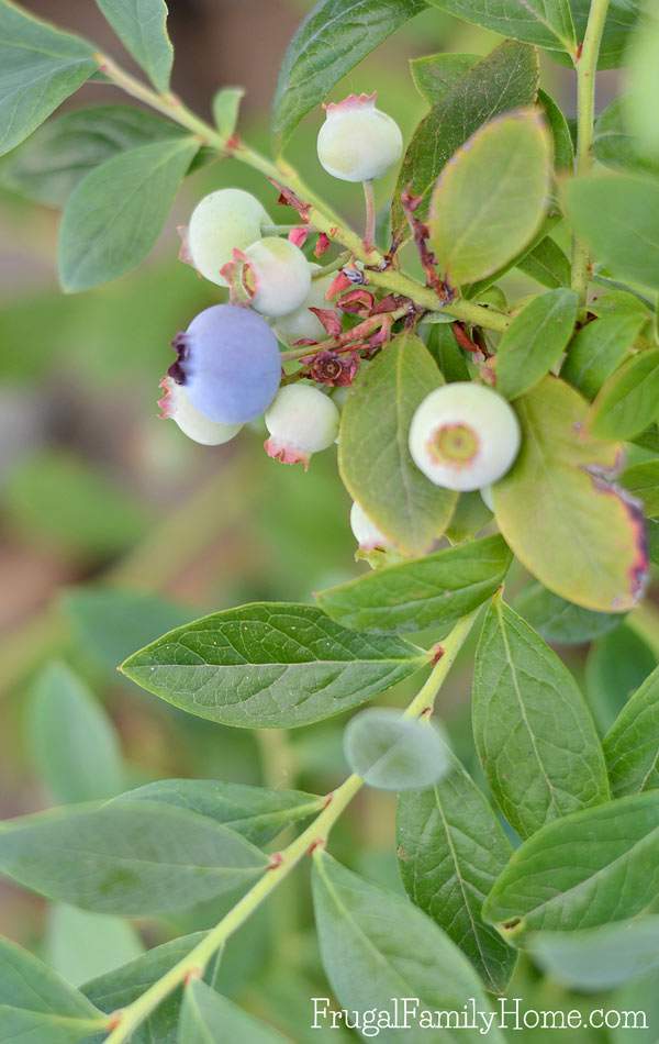 What's Growing in Our Backyard Garden This Month