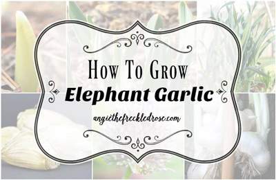 How to grow Elephant Garlic