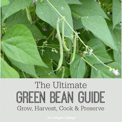 How to Grow Green Beans