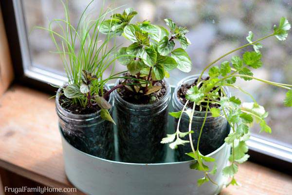 DIY Windowsill Herb Garden, Simple Garden Gift