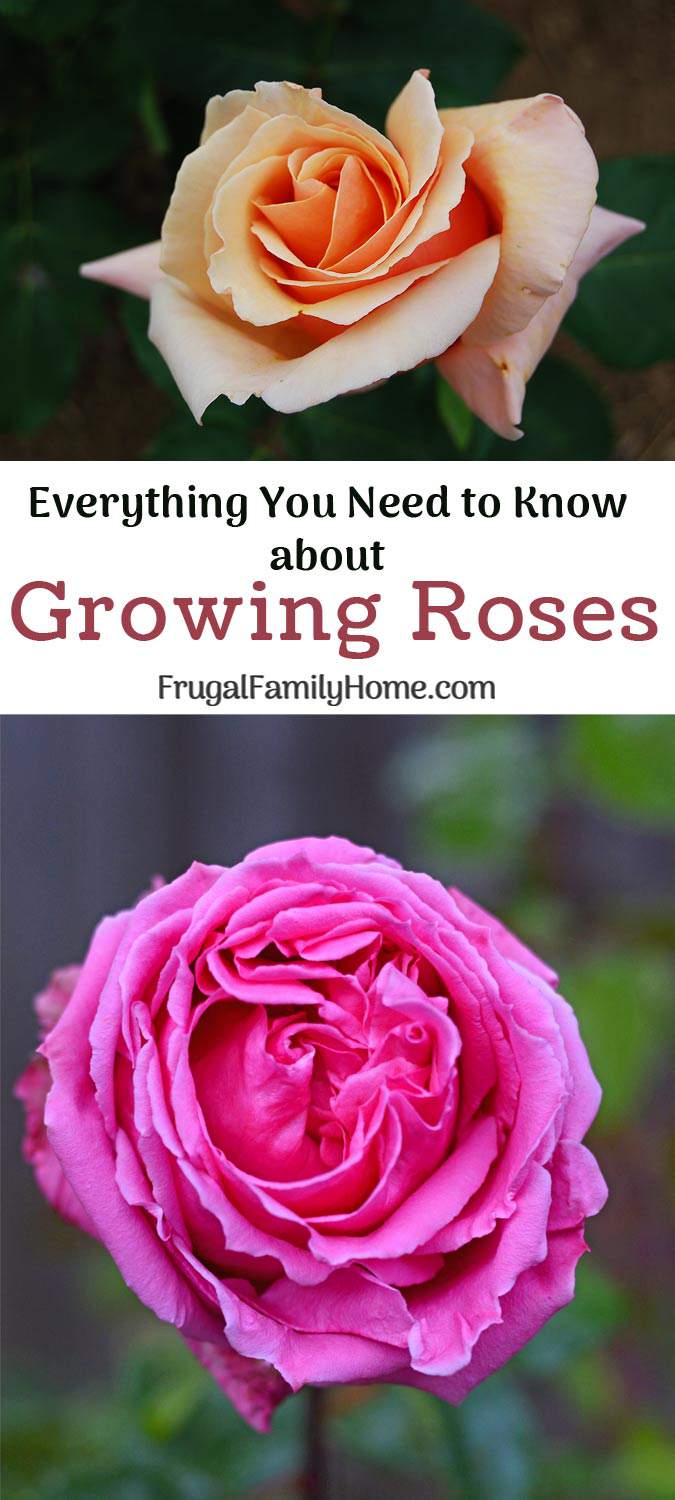 caring for a rose bush tips how to care for roses in your backyard garden caring for a rose bush tips how to care for roses in your backyard garden